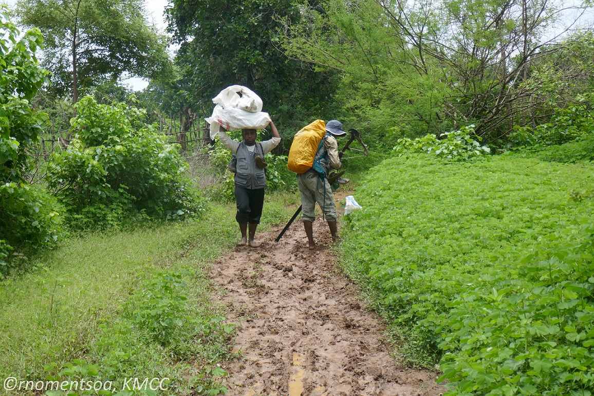 A muddy pathway leading to shrubland with two seed collectors carrying collections and equipment